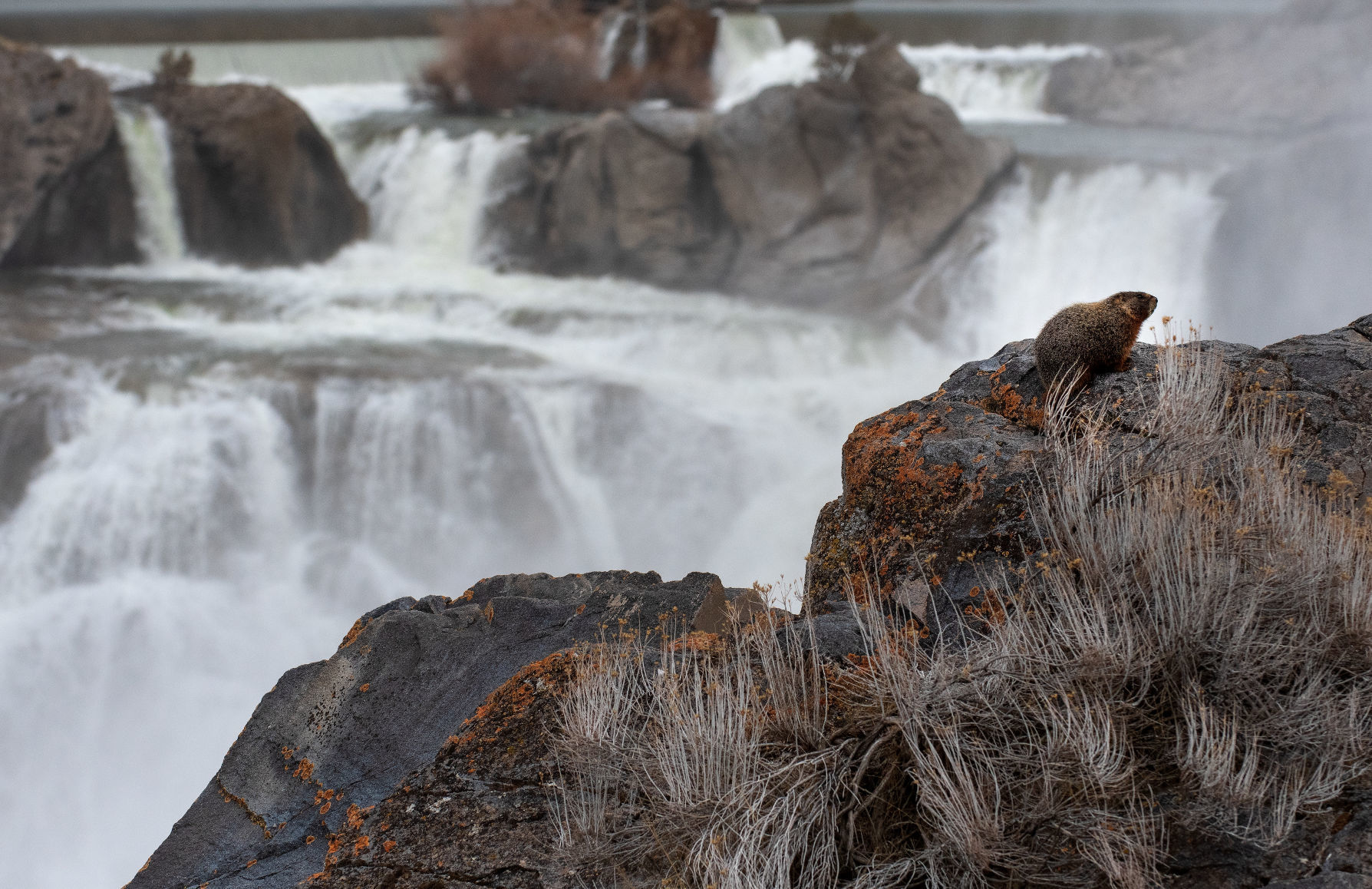 Shoshone Falls rock chuck